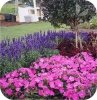 Sunpatiens różowy 6 szt.
